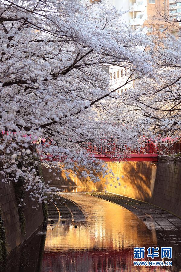 东京目黑川两岸樱花盛开