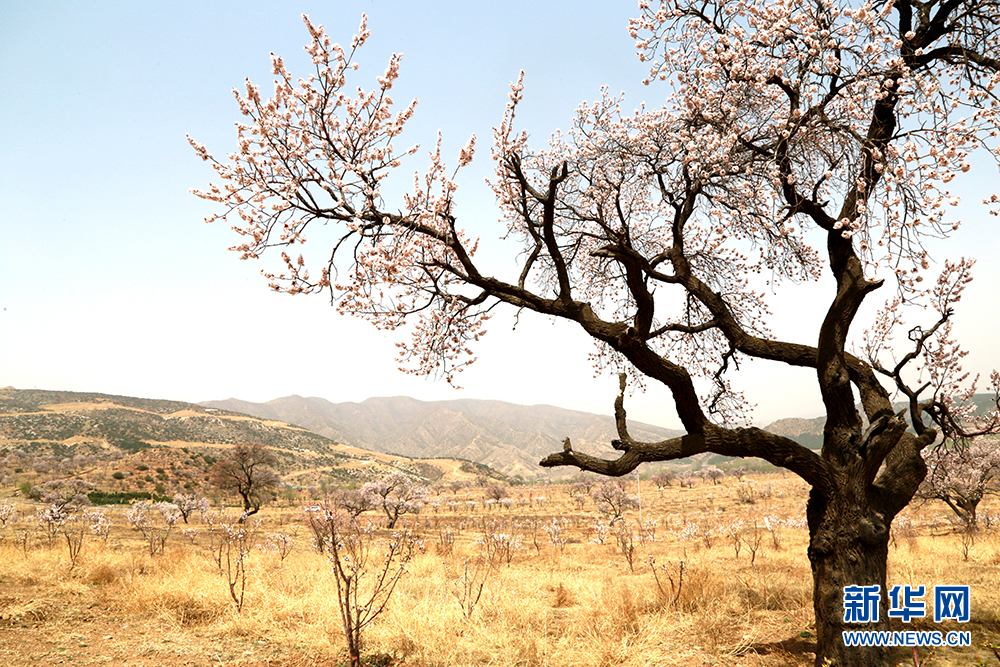 安倍与马克龙举行会谈 商议雷诺与日产合作关系