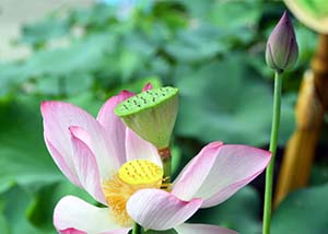 美国空气污染天数增多 特朗普政府环境政策引担忧