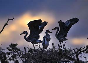 美国空气污染天数增多 特朗普政府环境政策引担忧