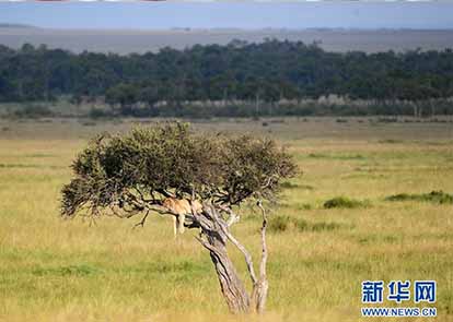 美国环保署新气候计划遭批:系减排政策的大幅倒退