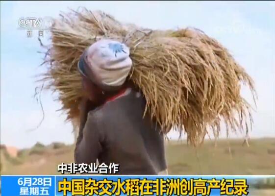 中国与非洲推进农业合作，中国杂交水稻在非洲创高产纪录