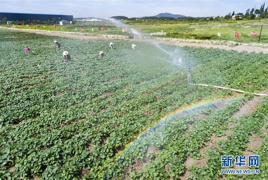 日韩交恶影响旅游业 韩国访日游客量同比锐减48%