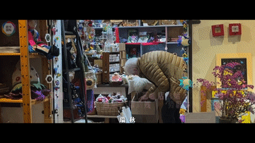 何以为她