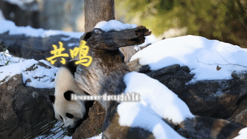 2025全球熊猫伙伴大会｜万物并育和合生