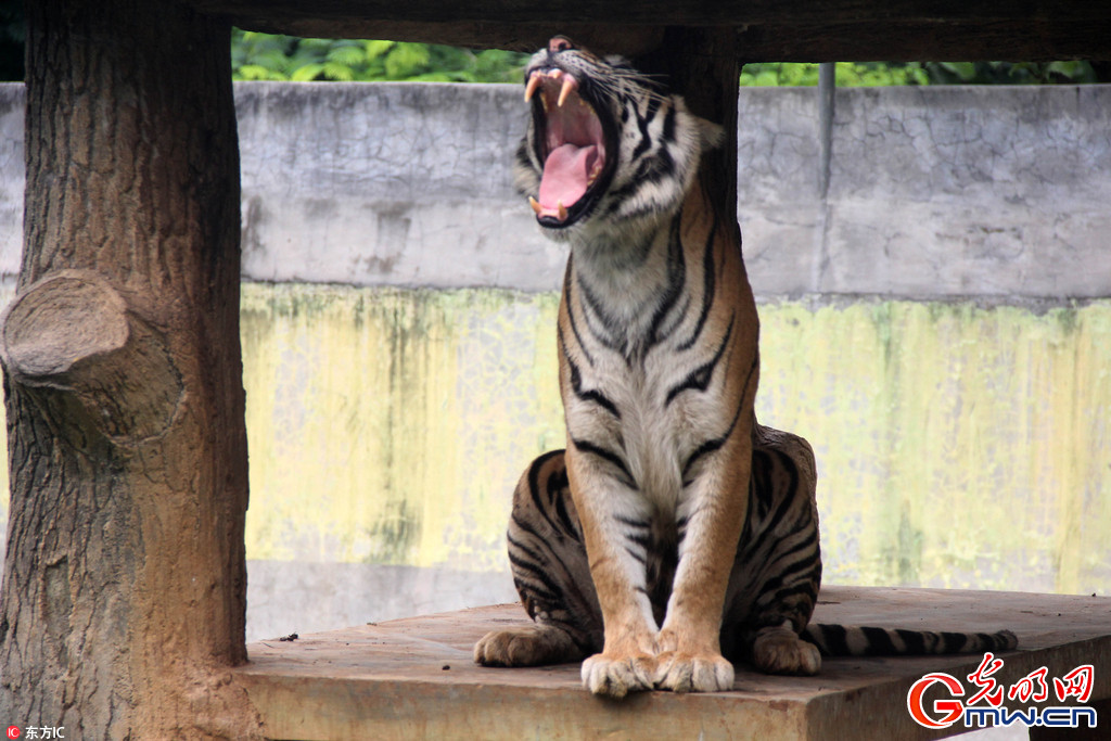 印尼动物园苏门答腊虎"懒惰"待客 哈欠连天真心困