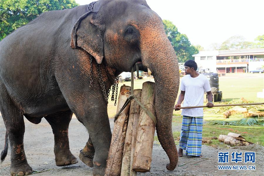 探访科伦坡“纳瓦姆月圆节”游行大象营地