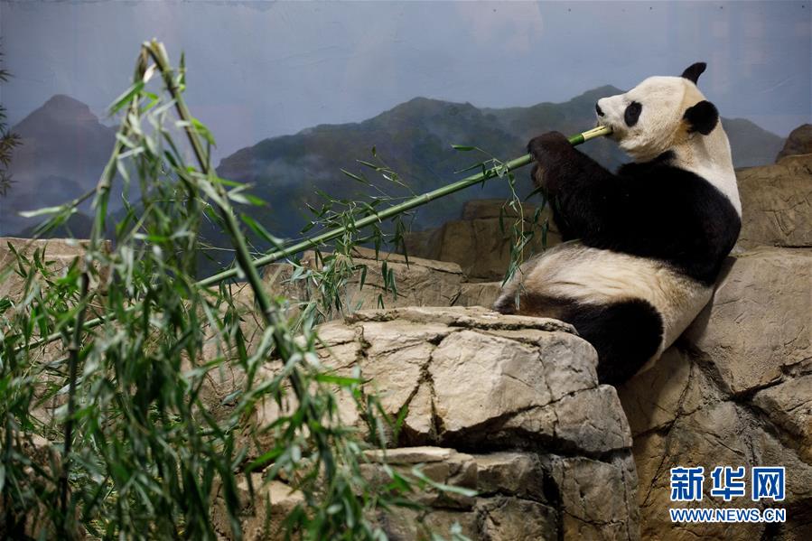 美国国家动物园大熊猫馆里的派对