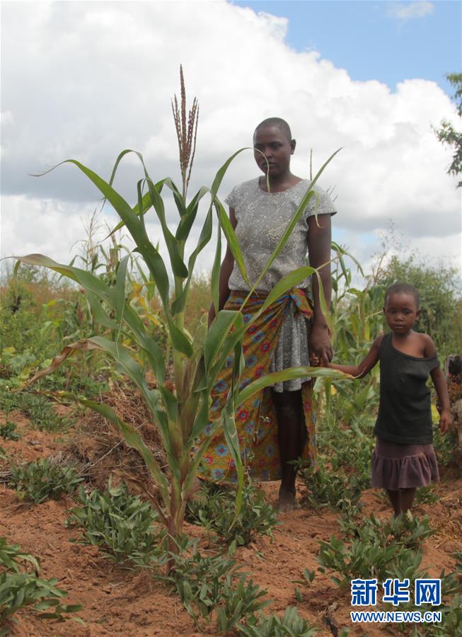 巴布韦预计今年逾700万人将面临粮食短缺