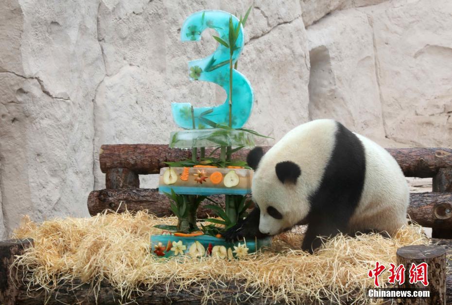 旅俄大熊猫迎生日 莫斯科动物园办庆生派对