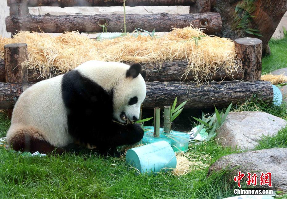 旅俄大熊猫迎生日 莫斯科动物园办庆生派对