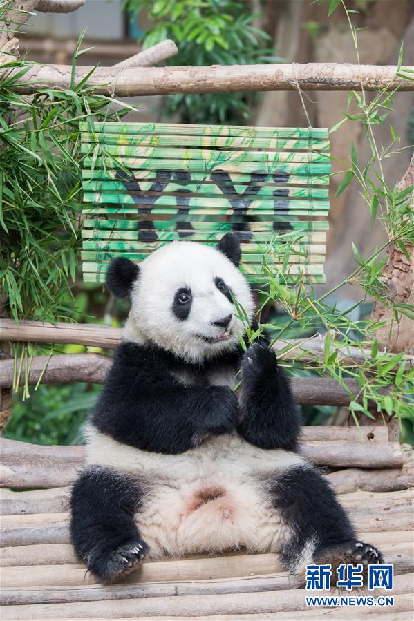 在马出生的第二只大熊猫获名“谊谊”