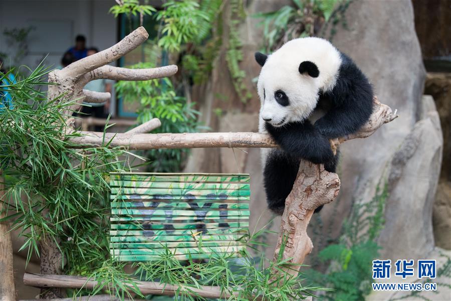 在马出生的第二只大熊猫获名“谊谊”