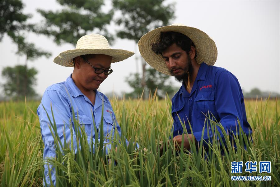 通讯：达则兼济天下——记在巴基斯坦教授杂交水稻技术的中国专家