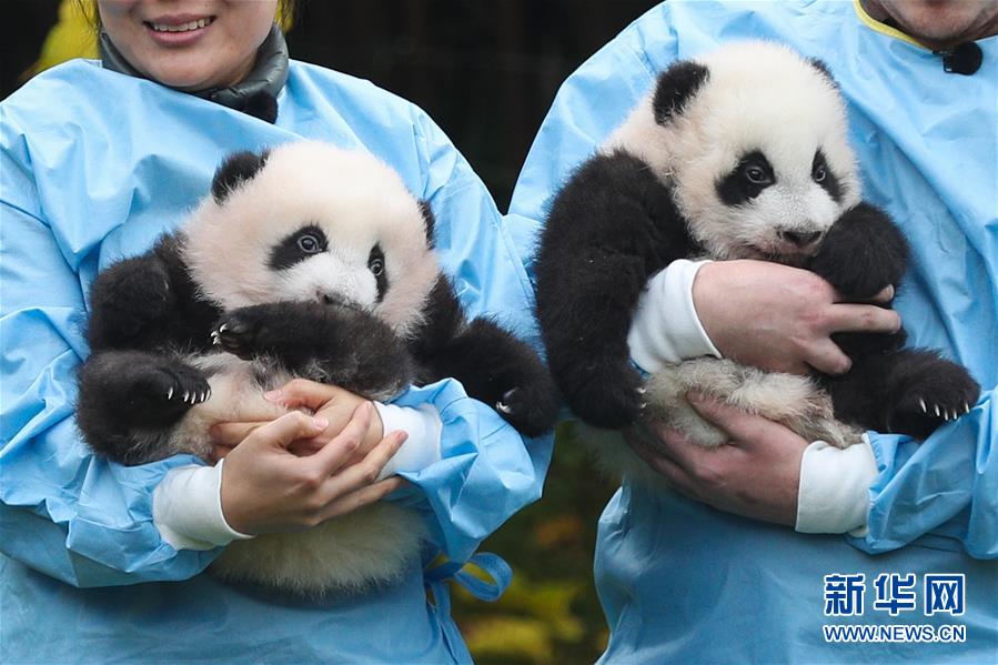 比利时出生的大熊猫双胞胎取名“宝弟”“宝妹”