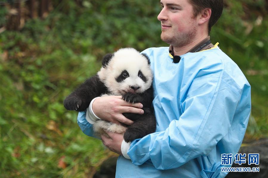 比利时出生的大熊猫双胞胎取名“宝弟”“宝妹”