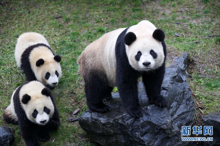 比利时：其乐融融的大熊猫“五口之家”
