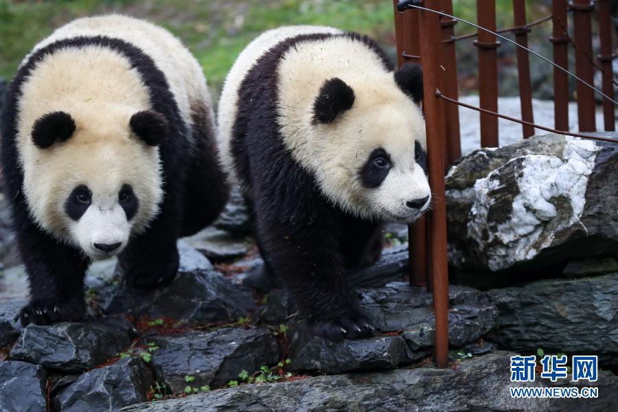 比利时：其乐融融的大熊猫“五口之家”