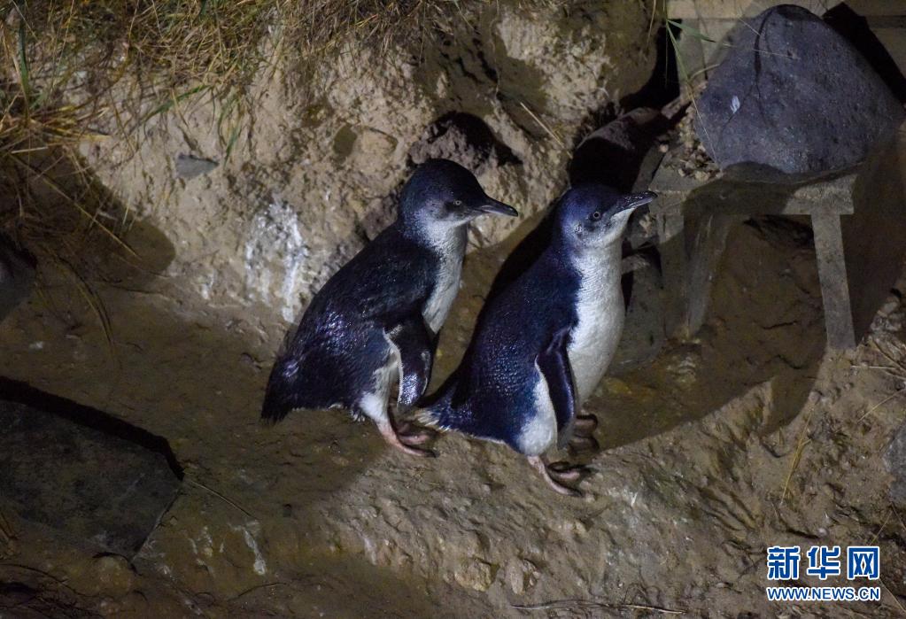新西兰达尼丁：夜探小蓝企鹅归巢路