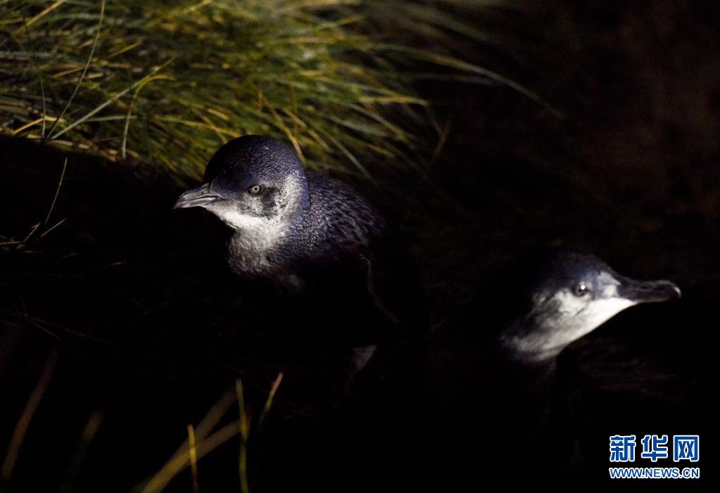 新西兰达尼丁：夜探小蓝企鹅归巢路