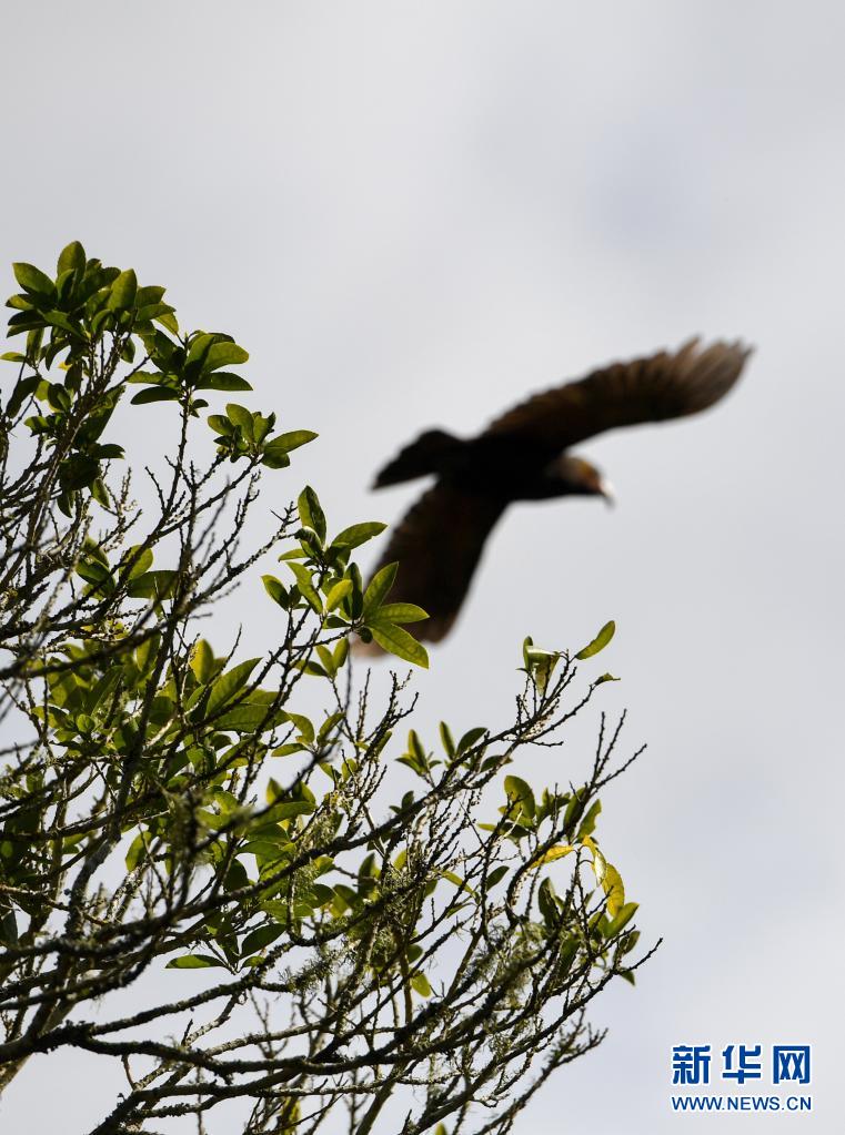 新西兰齐兰迪亚自然保护区：从废弃水库变身鸟儿天堂