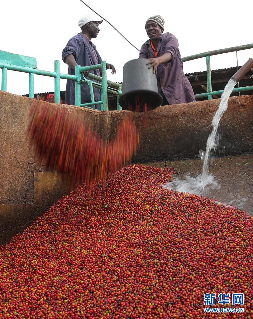 肯尼亚迎来咖啡豆收获季