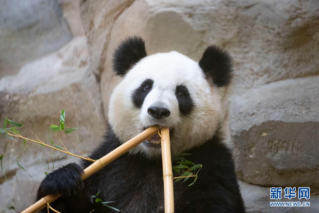 中国旅法大熊猫“欢欢”再次怀孕