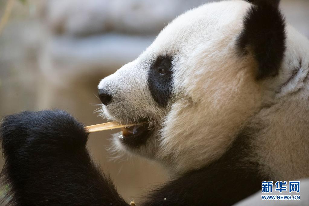 中国旅法大熊猫“欢欢”再次怀孕