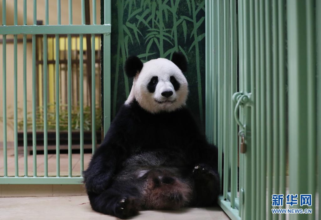 法国：大熊猫“欢欢”诞下双胞胎