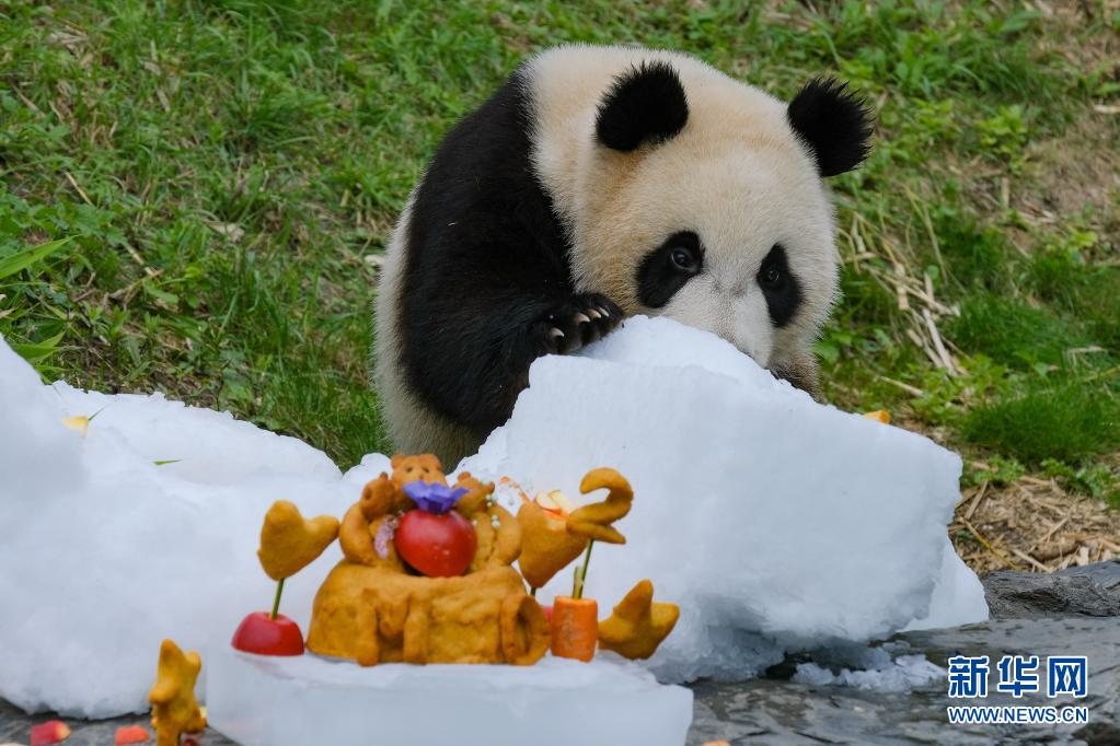 比利时：大熊猫双胞胎“宝弟”“宝妹”迎来两岁生日