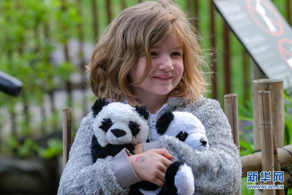 比利时：大熊猫双胞胎“宝弟”“宝妹”迎来两岁生日