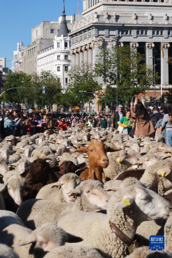 西班牙马德里：移牧节