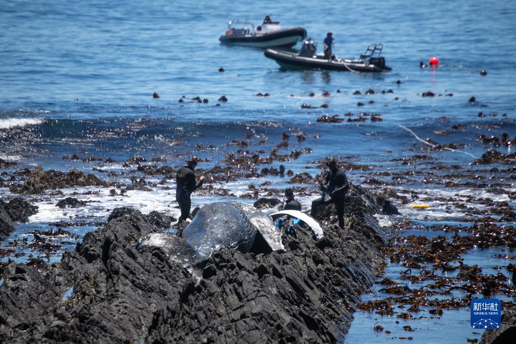 南非开普敦：清理海边鲸鱼尸体