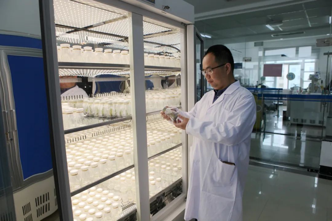 国际首次！中国青年科学家突破水稻低温减产难题！