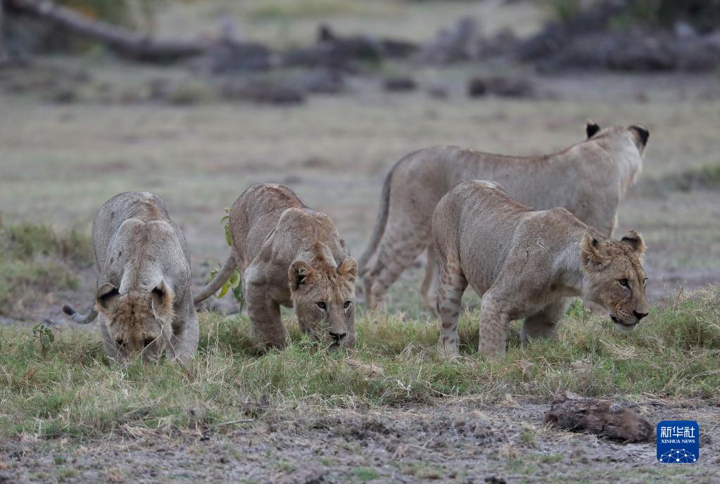 走进肯尼亚安博塞利国家公园