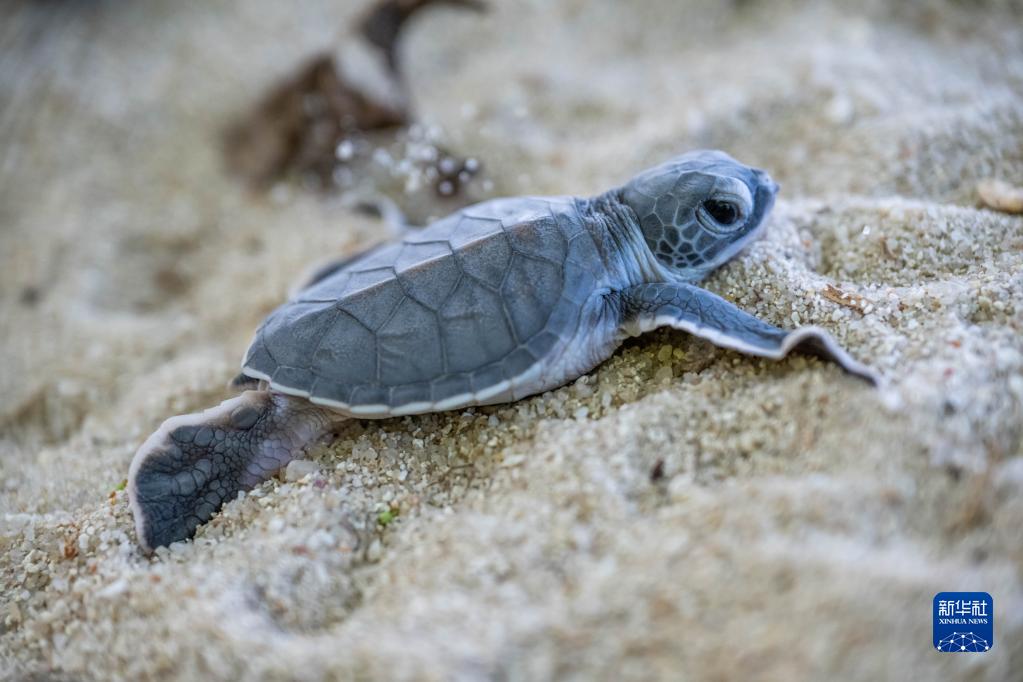 马来西亚：保护海龟