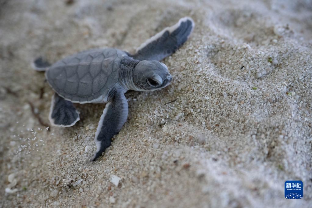 马来西亚：保护海龟