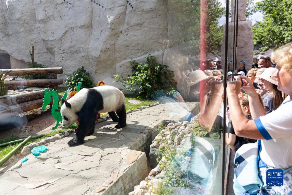 大熊猫“如意”和“丁丁”在莫斯科庆生