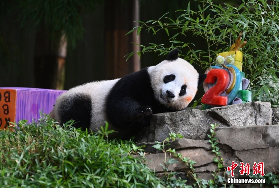 旅美大熊猫幼崽“小奇迹”迎两周岁生日