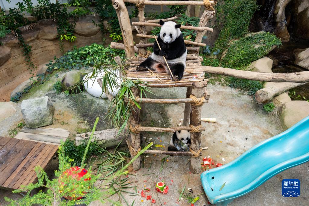 旅马大熊猫“兴兴”和“靓靓”迎来16岁生日