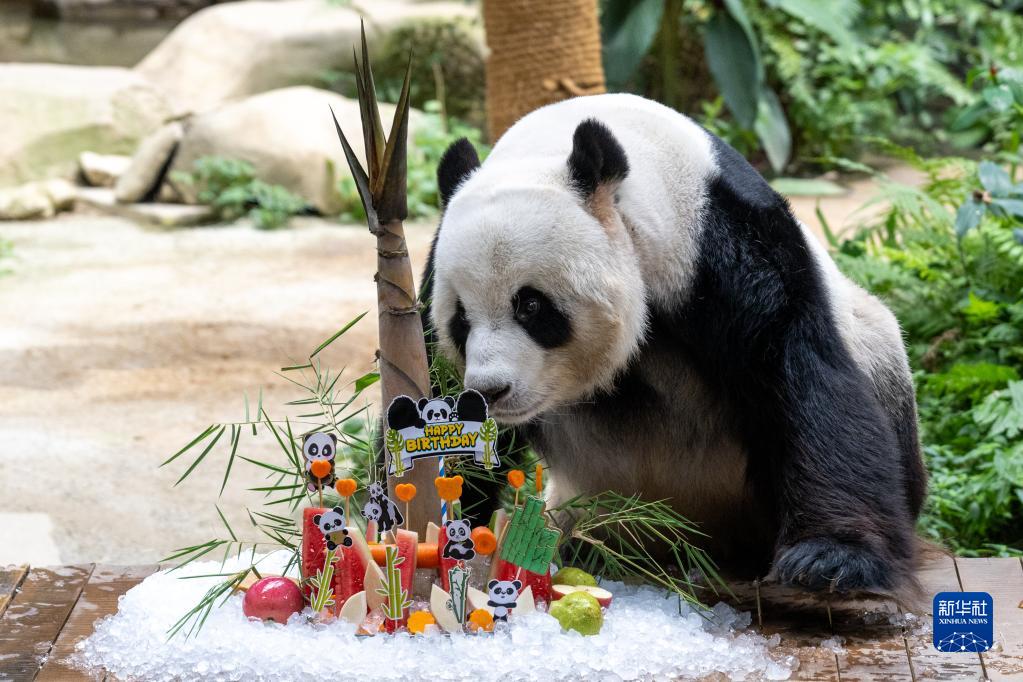 旅马大熊猫“兴兴”和“靓靓”迎来16岁生日