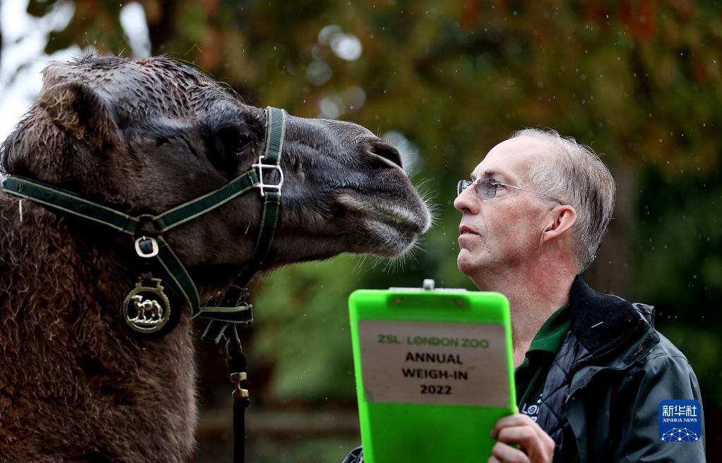 伦敦动物园为动物进行年度体检