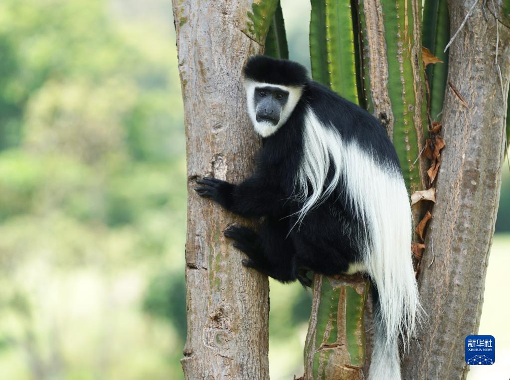 东非黑白疣猴
