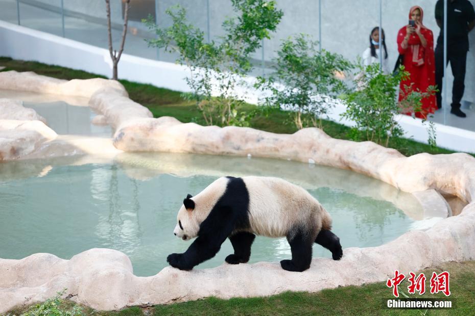 首对中国赴卡塔尔大熊猫掀起“熊猫热”