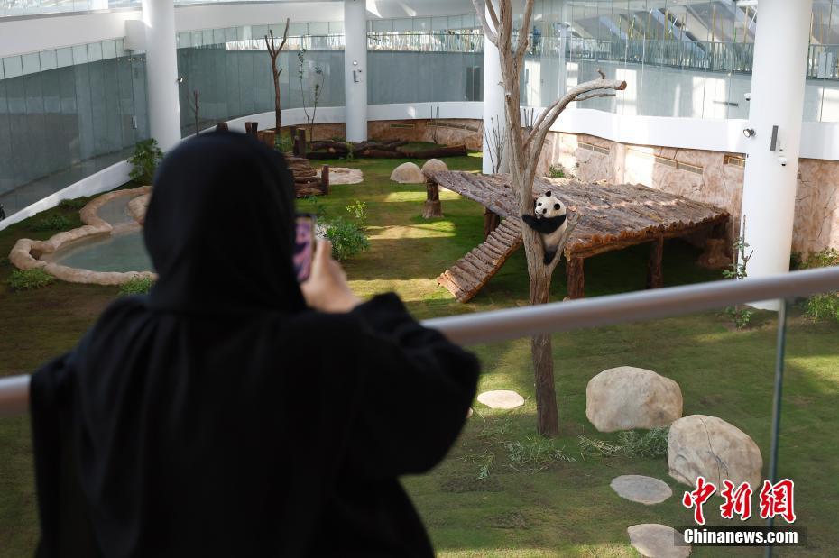 首对中国赴卡塔尔大熊猫掀起“熊猫热”