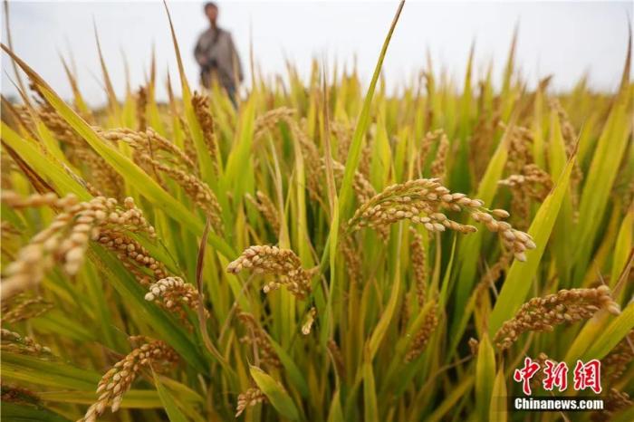 东西问丨韩茂莉：农业为何是中国给世界最大的礼物？