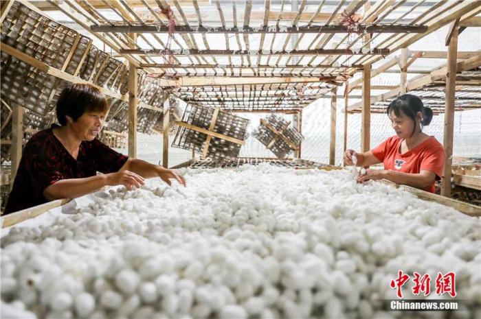 东西问丨韩茂莉：农业为何是中国给世界最大的礼物？