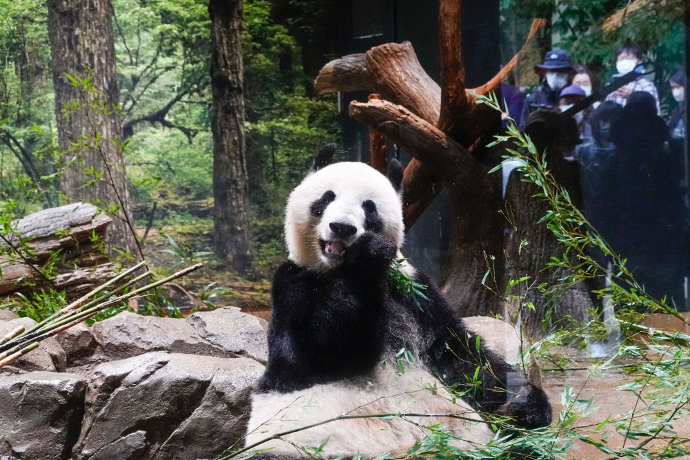 在日本体验中国春节，大熊猫和中餐缺一不可！