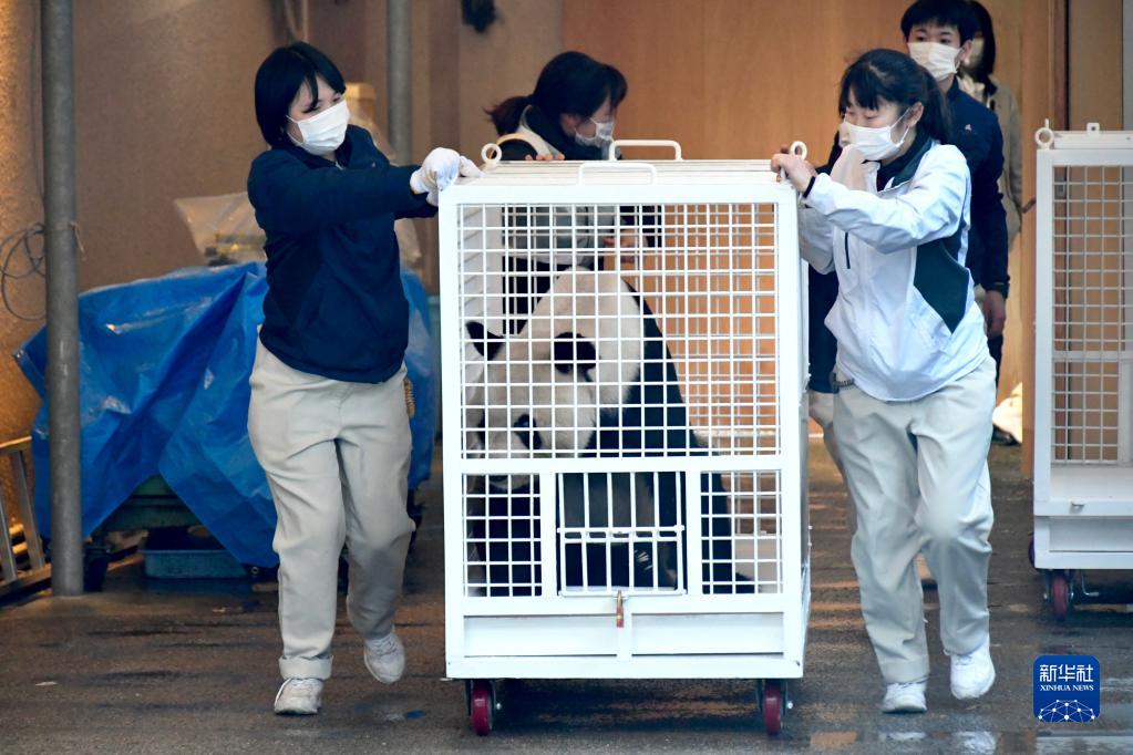 日本粉丝惜别大熊猫“永明”“樱浜”和“桃浜”