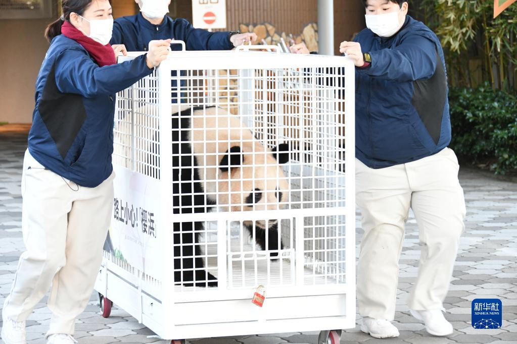 日本粉丝惜别大熊猫“永明”“樱浜”和“桃浜”